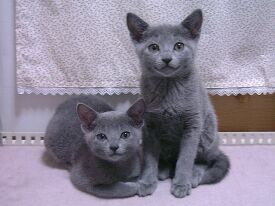 ���F���[�v���@�E�F�C�J���X