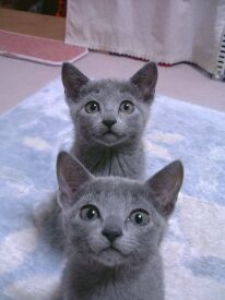 ���F�C�J���X�@��O�F���[�v��