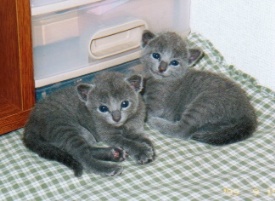 ���ǂ��Z��