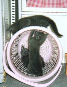 ����J�S�ŗV��