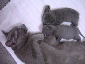 �D�����ꂳ��