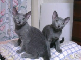 ���V�A���炵���Ȃ����H