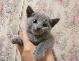 ���킢���[