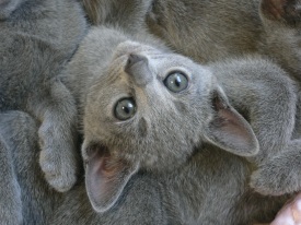 �Â��|�[�Y