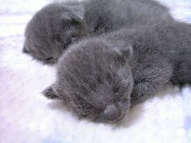 �܂��ڂ͊J���ĂȂ���