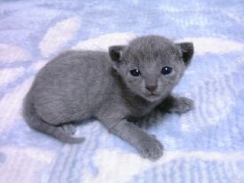 �ڂ��J������