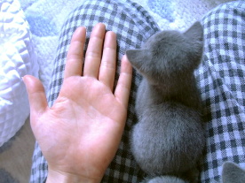 ���т���