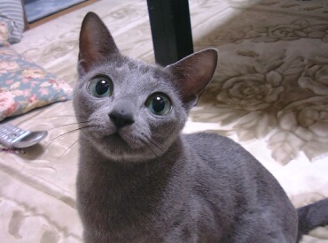 ���[�v���Ȃ́B��낵���v�[�I