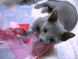 �O�V���O�V��