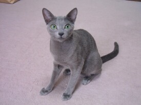 �X�^�C���ǂ��H�H