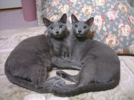 ���ǂ�����