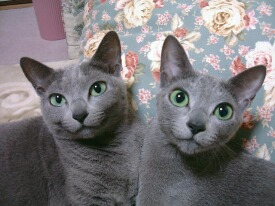 �o�C�o�C�c