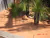 DSC00098.jpg (62978 バイト)