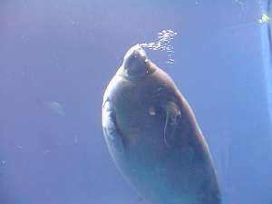 �ċz�̂��߂ɕ��シ��}�i�e�B