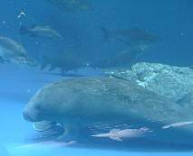 �A�t���J�}�i�e�B