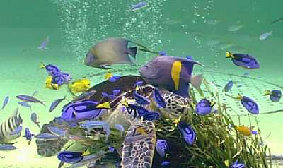 ���ǂ��̃J������