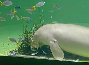 �A�}����H�ׂ�W�����C�`