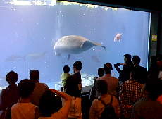 �}�i�e�B�͐l�C��