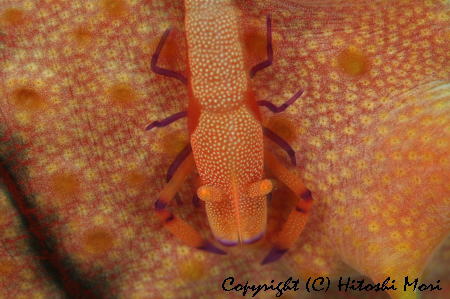 ウミウシカクレエビ