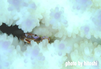 �z���C�g�q�n�n�l