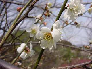 HԔ~т̔~