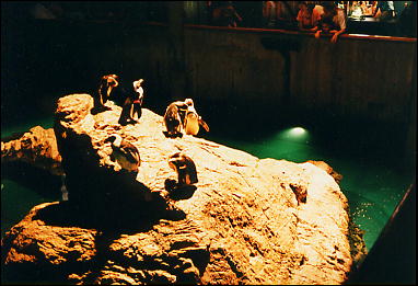 Photo: Penguins, New England Aquarium