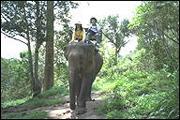 Go "Elephant Ride"