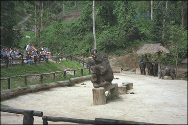 Photo: Elephant Show