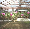 Go "The Orchid and Butterfly Farm"