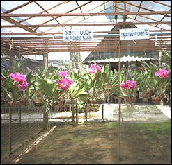 Photo: The Orchid and Butterfly Farm