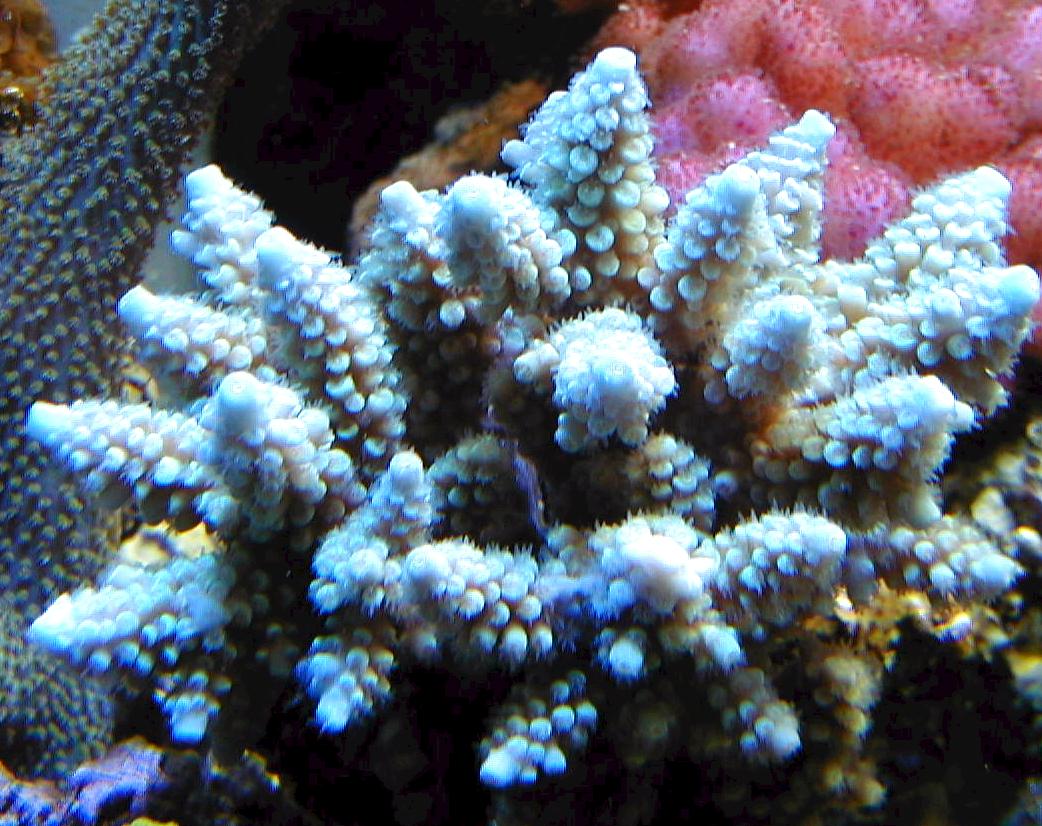 acropora-formosa3.jpg