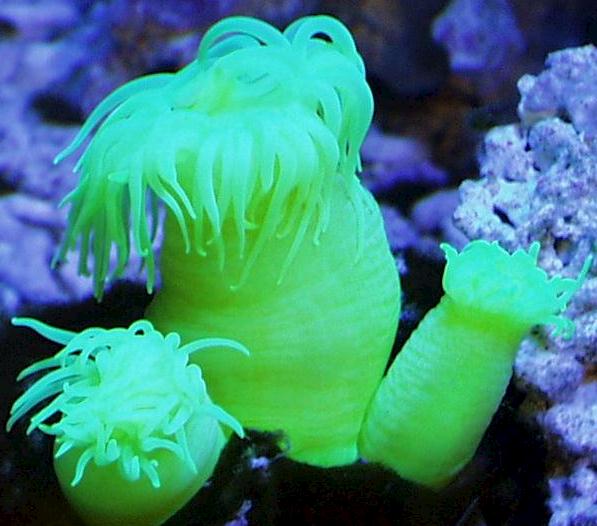 カワリギンチャク科） オオカワリギンチャク Isohalcurias