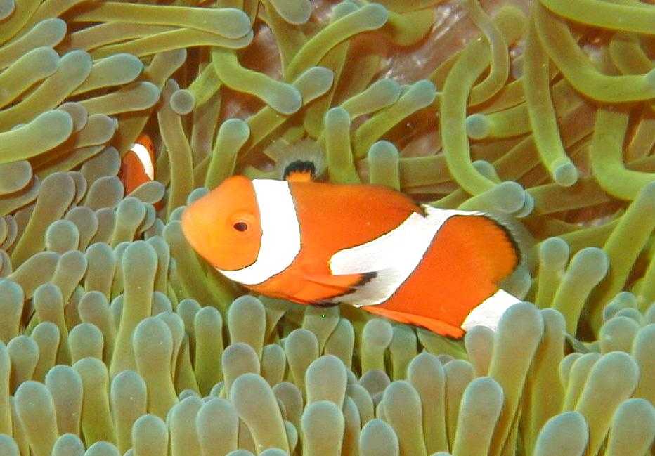 ishigaki20000721-1amphiprion-ocellaris.jpg