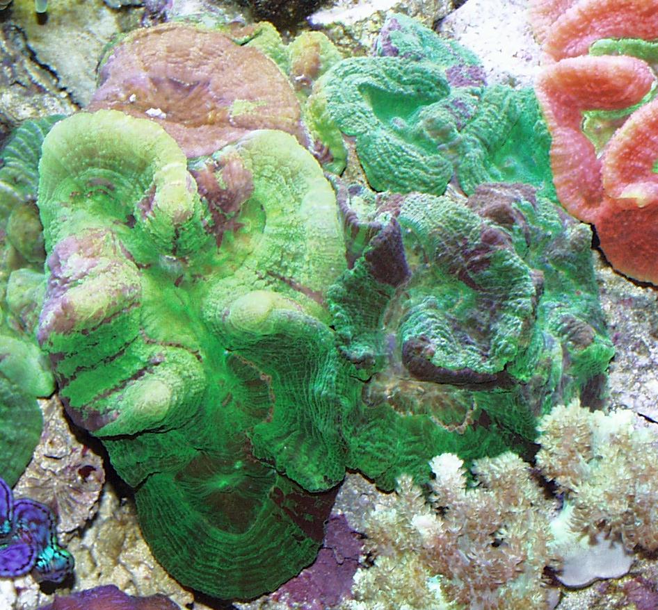 オオハナガタサンゴ1 Lobophyllia hemprichii