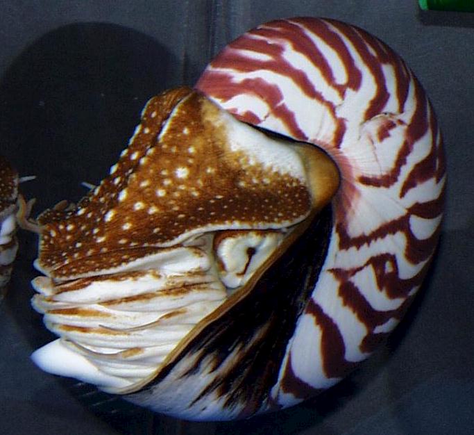パラオオウムガイ Nautilus belauensis