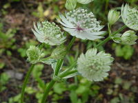 AXgeBA