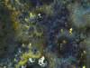 ap1044.jpg 101KB 480X640