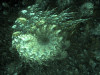 ap1066.jpg 103KB 640X480