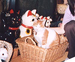 BĂˁ`łlC҂ŖŹBĂ(΁j