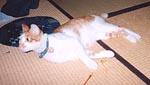 낮ɂ(*OO*)`ƂpnEEE