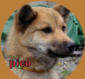 pico