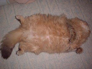 ��[�����񂿂̂ɂ��B