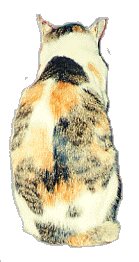 KނĂĂ߂Ȃˁ􎨂͂Ă邩ˁ