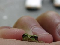 とらわれのカエル