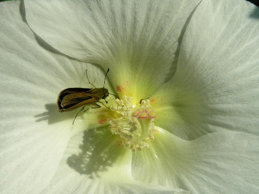 �\�ʂ����炫�炵�Ă���