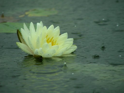 �J�̐A����