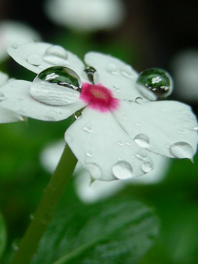 ���ʂ̒��ɉ�