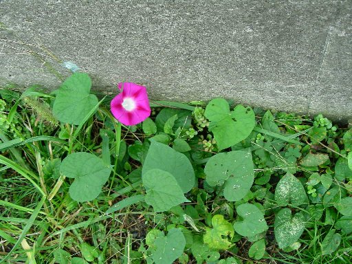 �O�̃A�p�[�g�ɍ炢�Ă����A�T�K�I