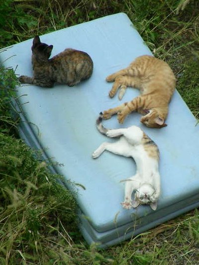 �}�b�g���X���^�΂�Ă��܂����B