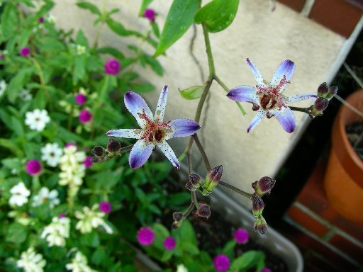 �z�g�g�M�X���炫�n�߂�